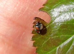 Scymnus subvillosus