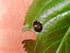 Scymnus subvillosus
