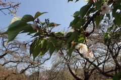 Prunus speciosa