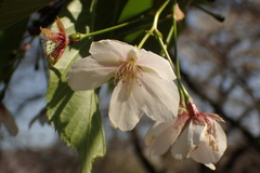 Prunus speciosa