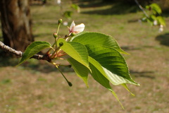 Prunus speciosa