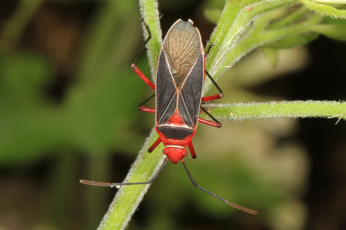 Common Cotton Stainer Bug photo 5