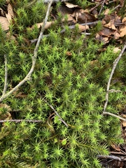 Polytrichum