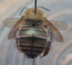Xylocopa viridis
