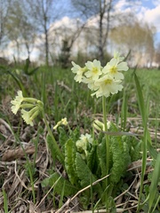 Primula elatior pallasii