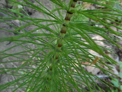 Equisetum telmateia telmateia