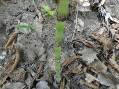 Equisetum telmateia telmateia