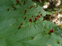 Aceria opulifolii