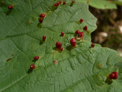 Aceria opulifolii