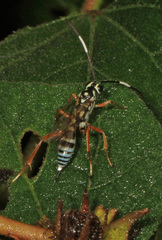 Cryptanura septentrionalis