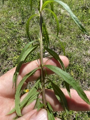 Brickellia eupatorioides eupatorioides
