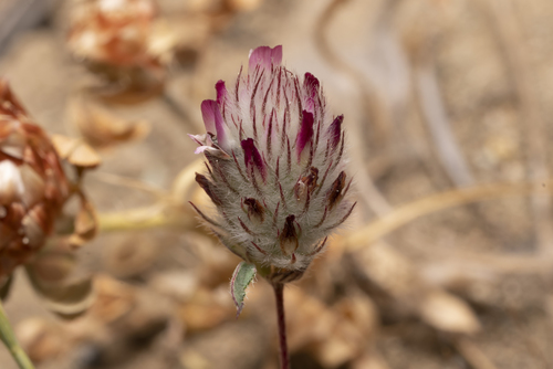 Aegean Hare's-foot Clover (Trifolium affine)