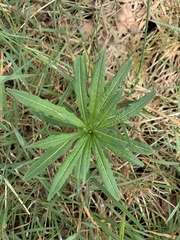 Chamaenerion angustifolium