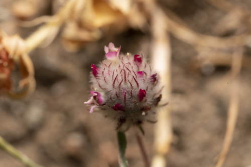 Image of Trifolium affine by (c) Eleftherios Katsillis, some rights reserved (CC BY)
