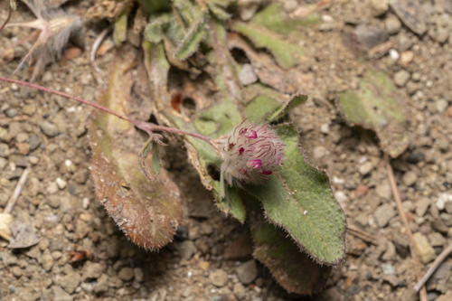 Image of Trifolium affine by (c) Eleftherios Katsillis, some rights reserved (CC BY)