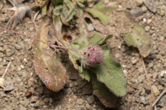 Trifolium affine