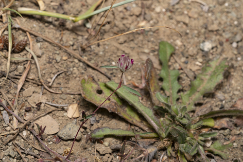 Image of Trifolium affine by (c) Eleftherios Katsillis, some rights reserved (CC BY)