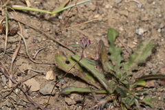 Trifolium affine