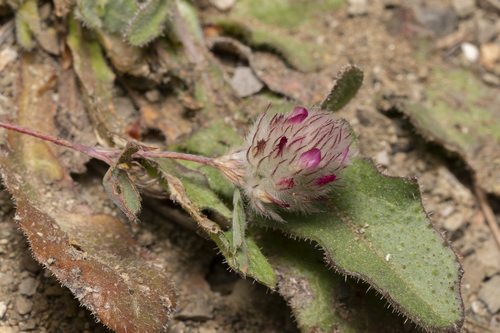 Image of Trifolium affine by (c) Eleftherios Katsillis, some rights reserved (CC BY)