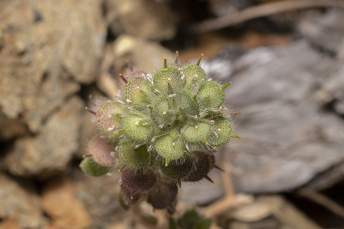 Rhodian Alyssum (Alyssum pogonocarpum)