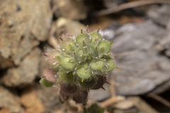 Alyssum pogonocarpum