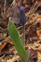 Muscari latifolium