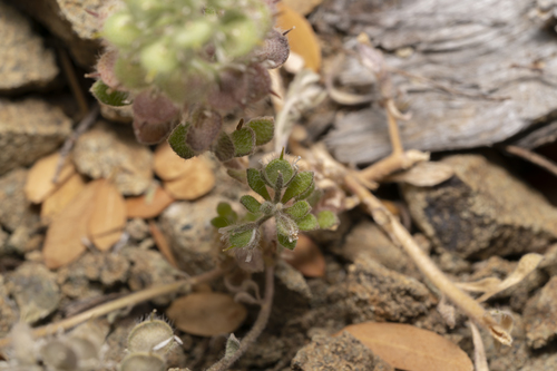 Image of Alyssum pogonocarpum by (c) Eleftherios Katsillis, some rights reserved (CC BY)
