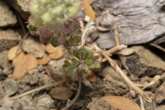 Alyssum pogonocarpum