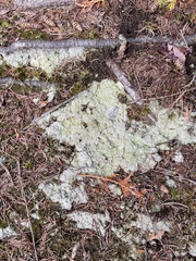 Baeomycetaceae