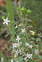 Agathosma crenulata