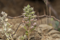 Alyssum pogonocarpum