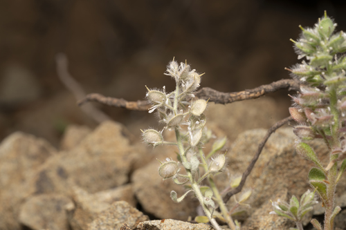 Image of Alyssum pogonocarpum by (c) Eleftherios Katsillis, some rights reserved (CC BY)
