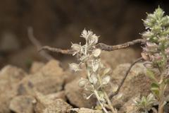 Alyssum pogonocarpum