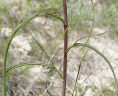 Bupleurum falcatum