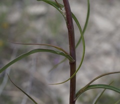 Bupleurum falcatum