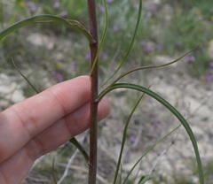 Bupleurum falcatum
