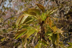 Prunus speciosa