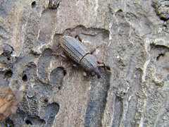 Mitoplinthus caliginosus