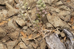 Alyssum pogonocarpum