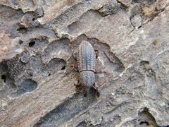 Mitoplinthus caliginosus