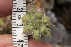 Alyssum pogonocarpum