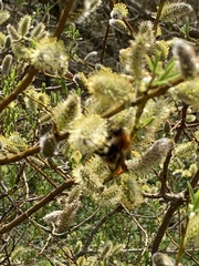 Bombus pascuorum
