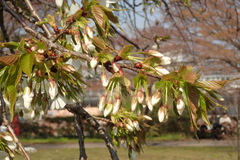 Prunus speciosa