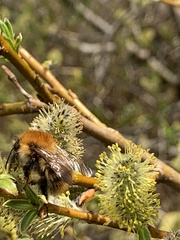 Bombus pascuorum