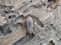 Mitoplinthus caliginosus