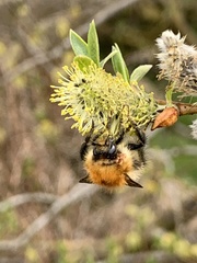 Bombus pascuorum