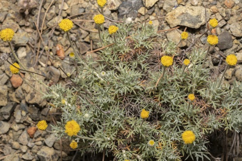 Image of Anthemis rhodensis by (c) Eleftherios Katsillis, some rights reserved (CC BY)