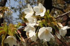 Prunus speciosa