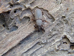 Mitoplinthus caliginosus