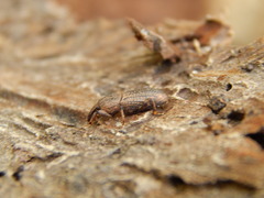 Mitoplinthus caliginosus